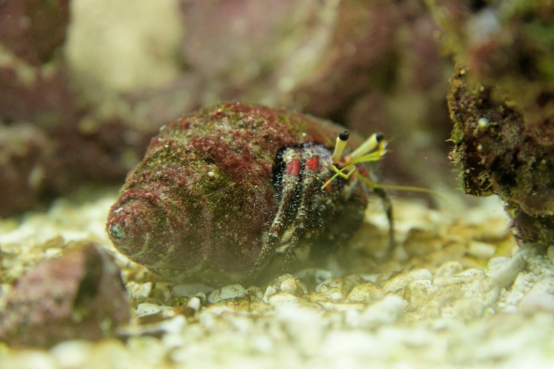 Paguristes cadenati (scarlet hermit crab), Aquarium.jpg - Paguristes cadenati (scarlet hermit crab)